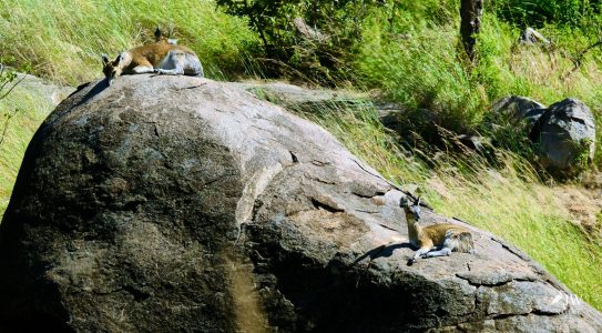 Klipspringer