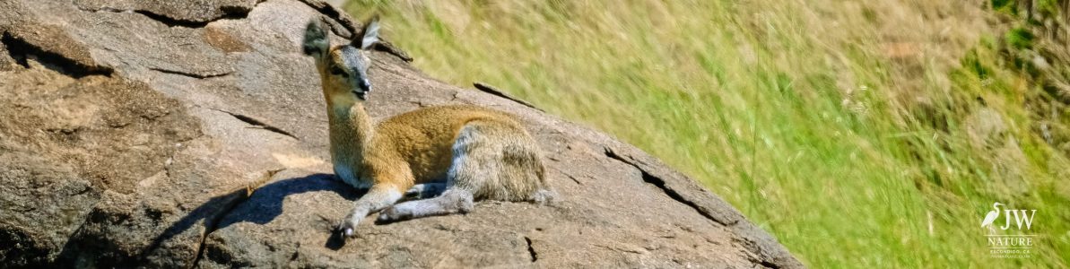Klipspringer