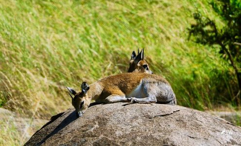 Klipspringer