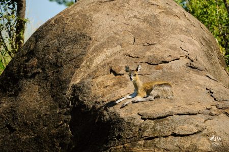 Klipspringer