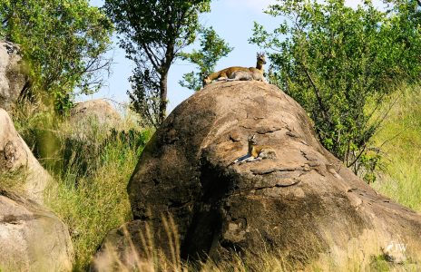 Klipspringer