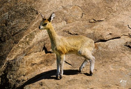 Klipspringer