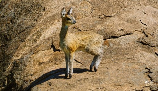 Klipspringer