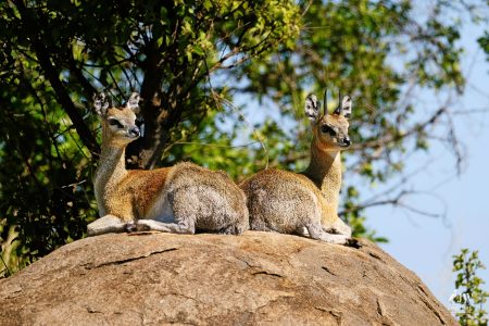 Klipspringer