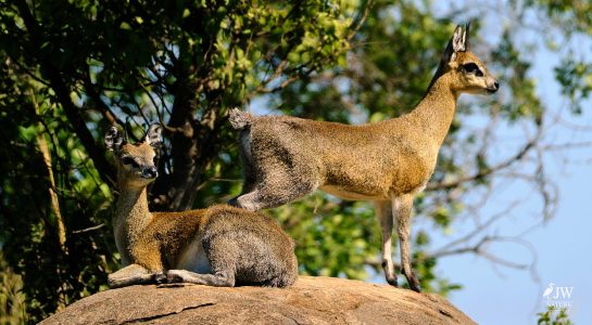 Klipspringer