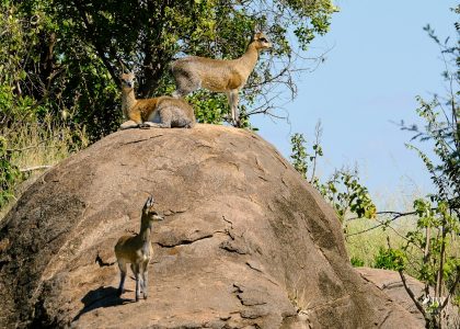 Klipspringer