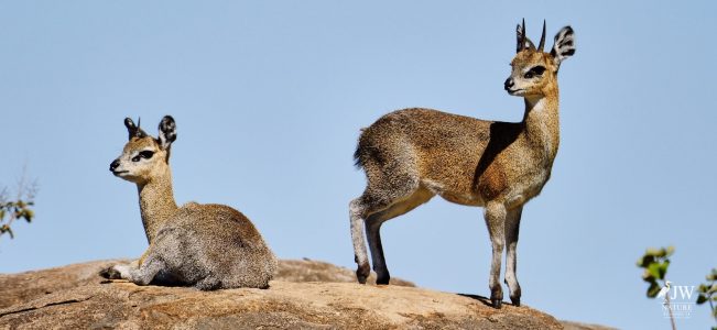 Klipspringer