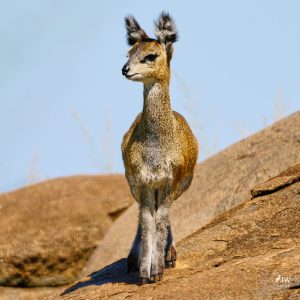 Klipspringer