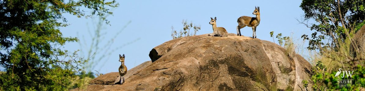Klipspringer