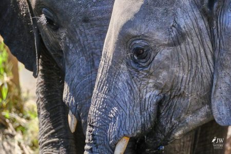 African elephant