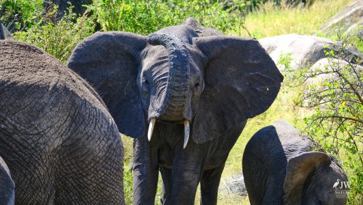 African elephant