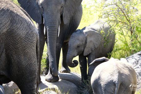 African elephant