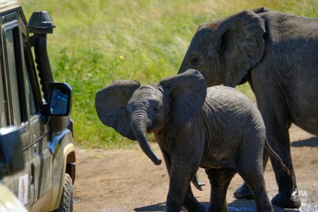 African elephant