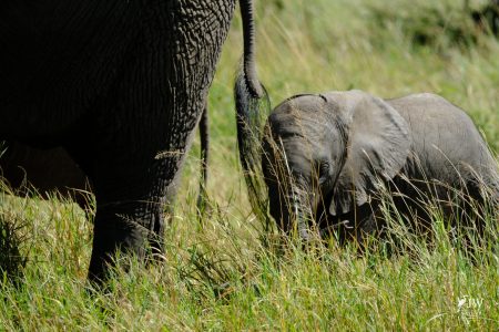 African elephant