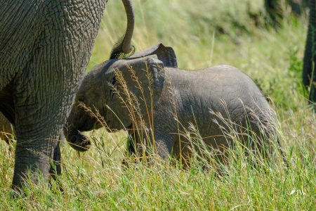 African elephant