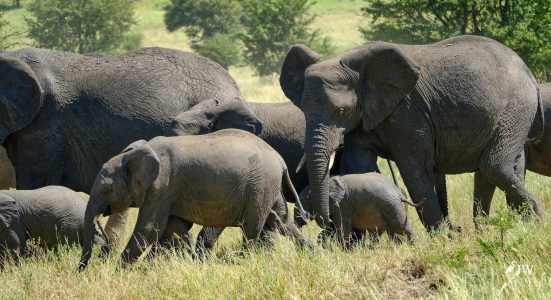 African elephant