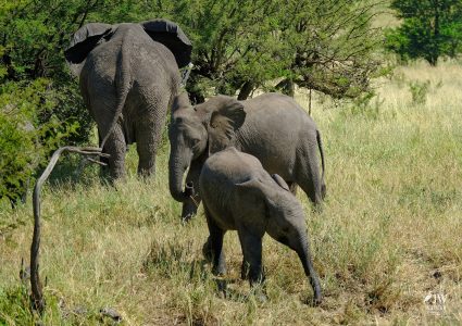 African elephant