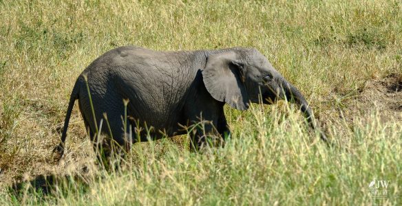 African elephant