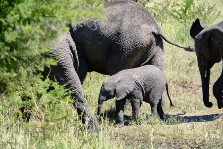 African elephant