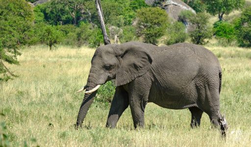 African elephant