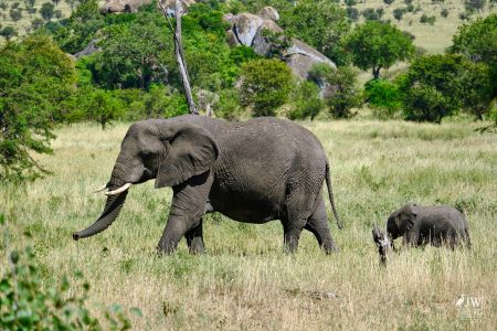 African elephant