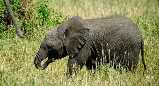 African elephant