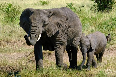 African elephant