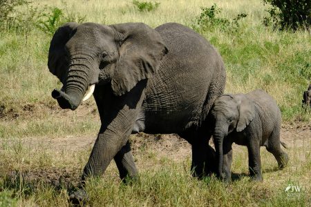 African elephant