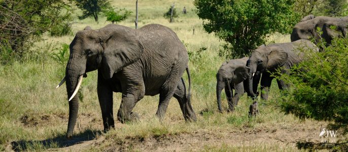 African elephant