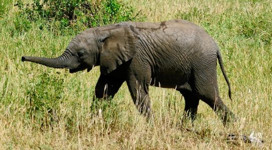 African elephant