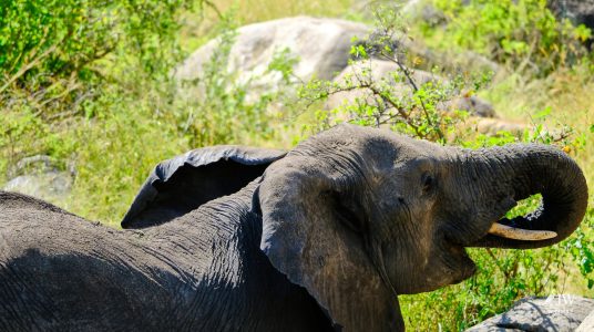 African elephant, Lion