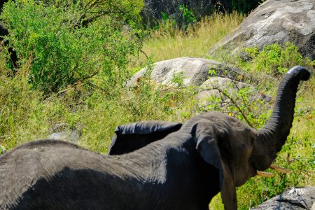 African elephant, Lion