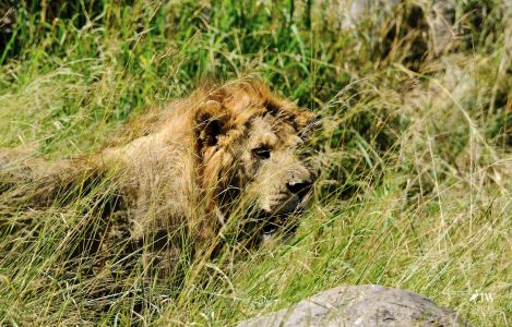 Lion