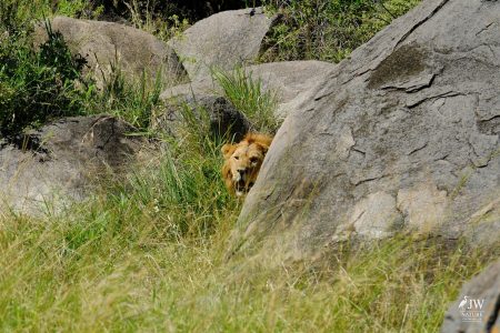 Lion
