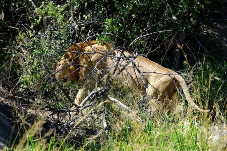 Lion