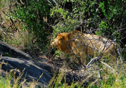 Lion