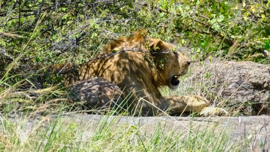 Lion