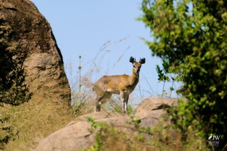 Klipspringer