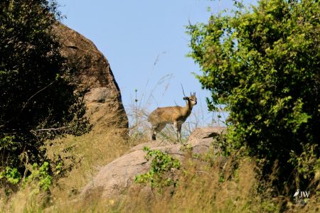 Klipspringer