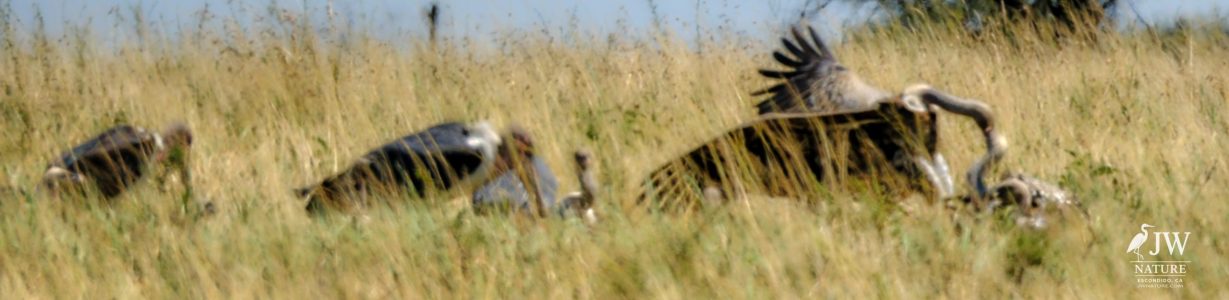 Marabou Stork, vulture
