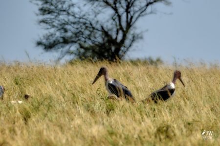 Marabou Stork, vulture