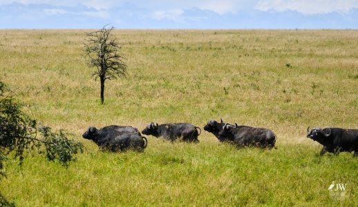 cape buffalo
