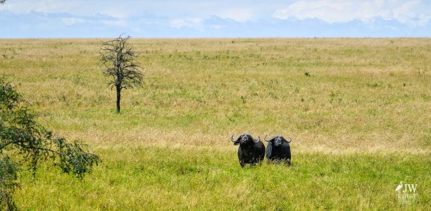 cape buffalo