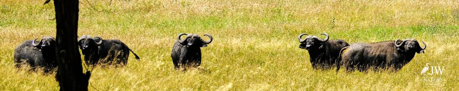 cape buffalo