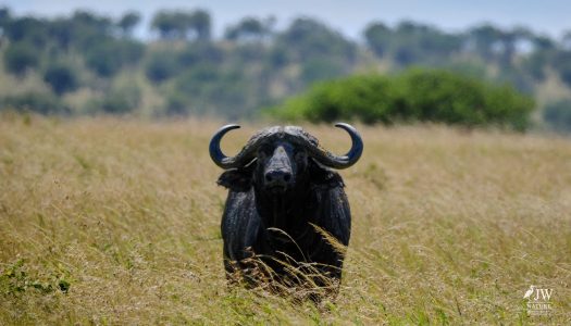 cape buffalo