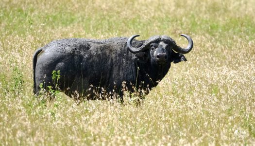 cape buffalo