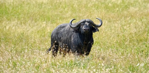 cape buffalo