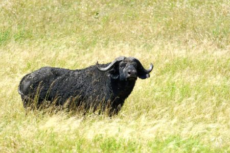 cape buffalo