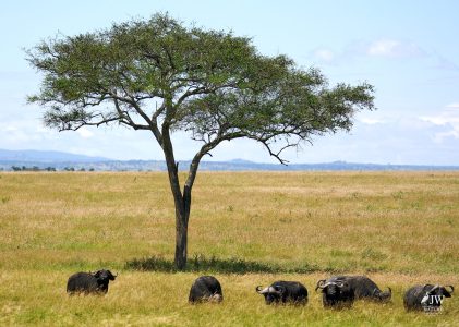 cape buffalo