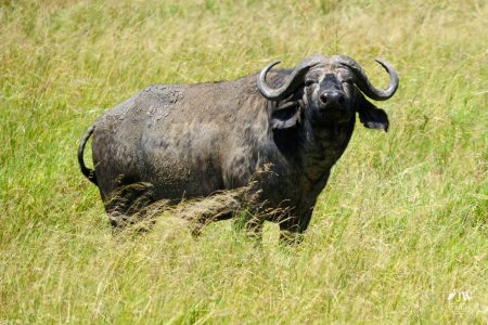 cape buffalo